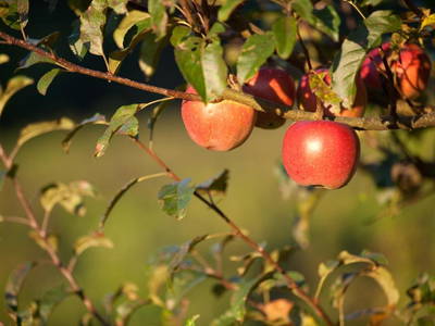 Bild 15 aus  Biohof Leutschach