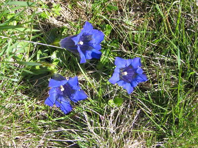 Bild 71 aus  Der Ortnerhof