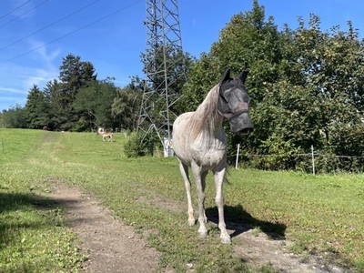 Bild 28 aus  Pechhof