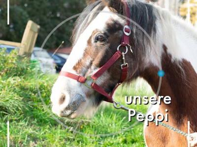 Ferien auf dem Bauernhof _ unsere Pferde und Ponys