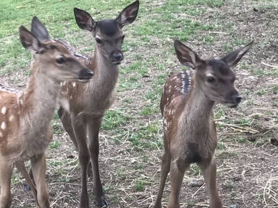 Bild 16 aus  Ferienwohnung Guttenberg