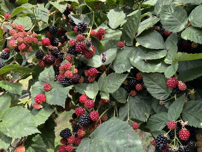 Bild 61 aus  Biohof Seidl