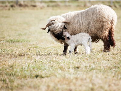 Bild 29 aus  Meissnitzerhof