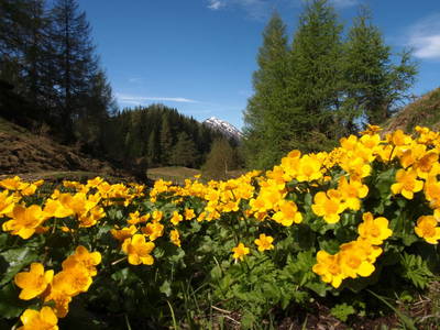 Bild 86 aus  Taxengut