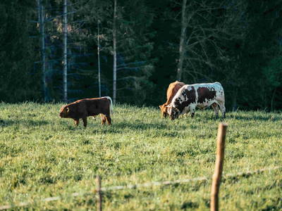 Bild 49 aus  Pircherhof - Adults Only am Biobauernhof