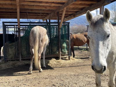 Bild 12 aus  Pechhof