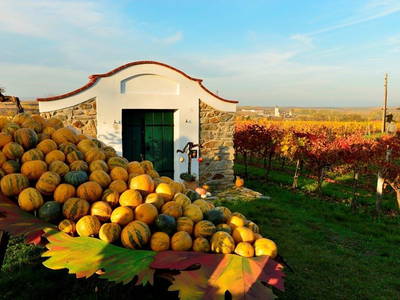 Bild 72 aus  Ferienhaus Weinviertel
