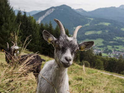 Bild 54 aus  Chalet Jochwand