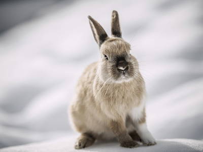 Bild 23 aus  Farm Resort Geislerhof - Private Chalets