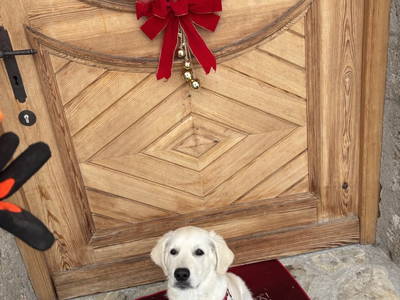 Bild 25 aus  Buchnerhof