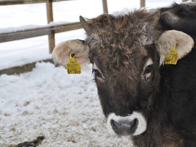 Bild 44 aus  Mühlehof Ennemoser