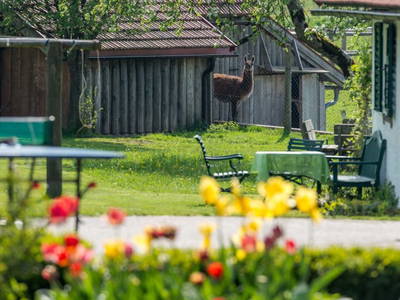 Bild 15 aus  Ferienhof Ederbauer
