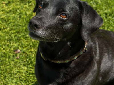 Bild 198 aus  Vitalhof Roithinger