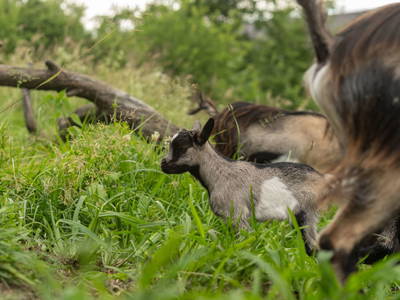 Bild 174 aus  Winzerhof Strablegg