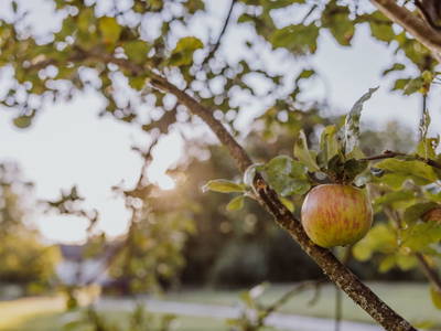 Bild 77 aus  Hofstatt Salzburg Ferienhaus 