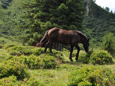 Bild 72 aus  Erlachhof