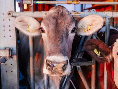 Bild 9 aus  Grainmeister