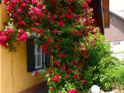 Bild 76 aus  Dichtlhof