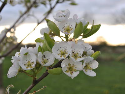 Im Frühjahr erfreut die Obstblüte im Garten und auf der Wiese