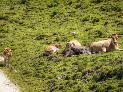 Bild 19 aus  Hintereggalm