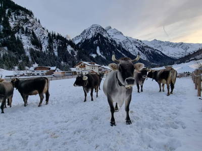 Bild 103 aus  Alfaierhof & Bergheimat