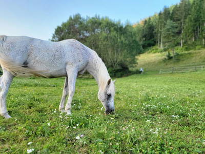 Bild 6 aus  Andis Reiterstüberl