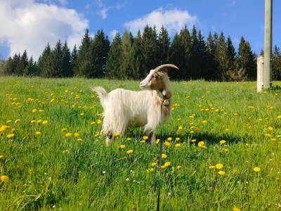 Bild 50 aus  Langhanshütte