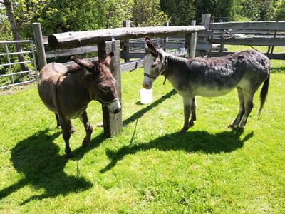 Bild 255 aus  Erlebnisbauernhof Steinerhof in Kärnten