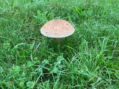 Bild 31 aus  Hof Sonnegg