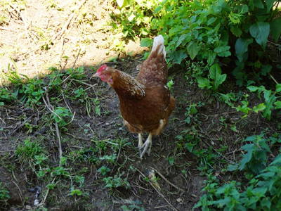 Bild 44 aus  Pfannreithof