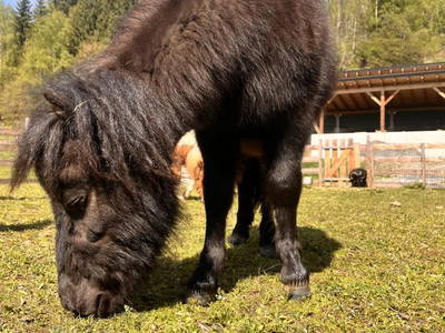 Bild 32 aus  Lahnerhof