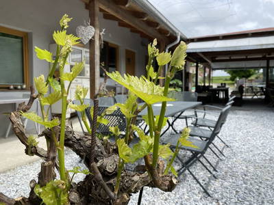 Bild 207 aus  Traubengarten Winkler