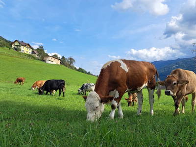 Bild 8 aus  Prechtlerhütte