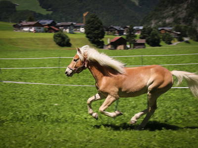 Bild 23 aus  Haus Bergquell mit Pferdestall