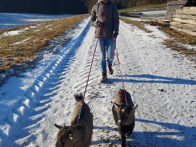 Bild 161 aus  Peinbauerhof