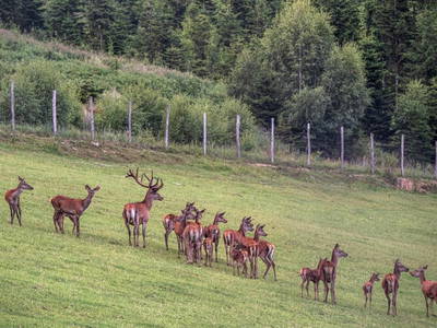 Bild 18 aus  Fuchs und Hase