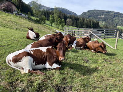 Bild 28 aus  Peterlehen