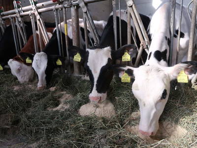 Bild 115 aus  Pieber-Staberhof