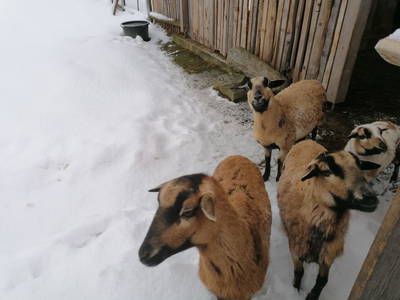 Bild 231 aus Kinderparadies Bachbauer