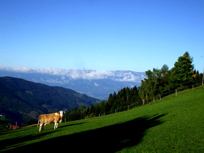 Bild 172 aus Bauernhof Pension Juri