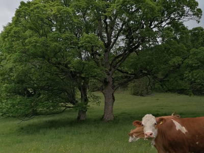 Bild 80 aus  Untergrabner Hütte