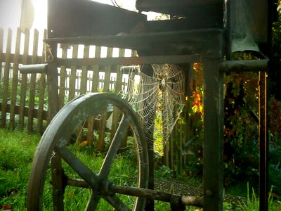 Bild 19 aus Biobauernhof Leitner Zizlbauer