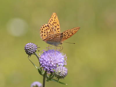 Bild 83 aus  Haus Adlerhorst
