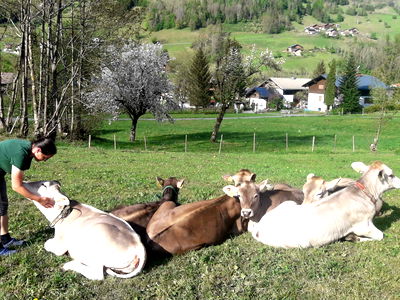 Bild 17 aus Bauernhof Bertsch