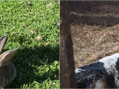 Bild 65 aus  Ferienhof Sturm