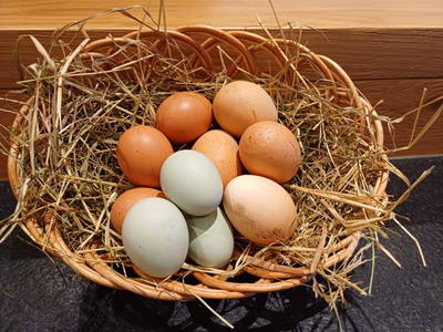 Bild 185 aus  Ferienhof Ransburggut