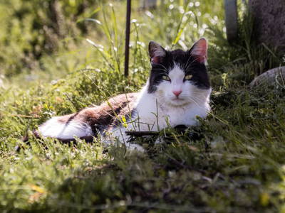 Bild 73 aus  Hofquartier Retzmoar