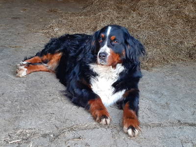 Bild 70 aus  Schoberwallner