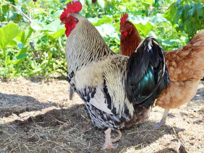 Bild 31 aus  Panorama Ferienhaus am Stopferhof