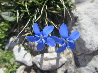 Bild 123 aus  Bio-Bergbauernhof Weger, vlg. Rübenstöffl